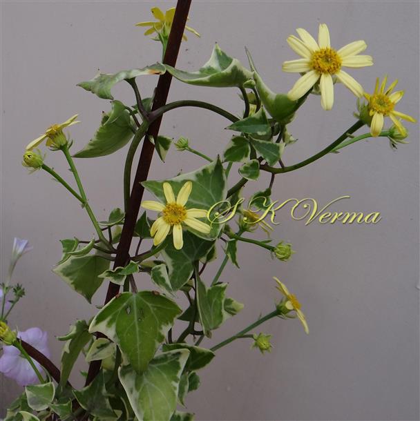  Plant